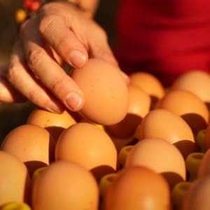 30 oeufs fermiers
