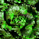 Plant_Batavia (Carmen) - Godet