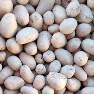 Pomme de terre  grenailles  "Altesse"