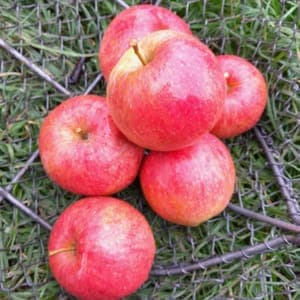 Pommes ROYAL GALA