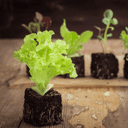 Plant laitue Lollo Bionda