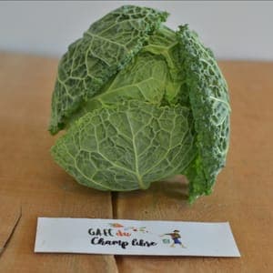 chou frisé