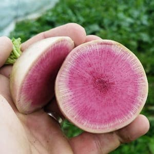 Nouveau : Radis RED MEAT (400-500g)