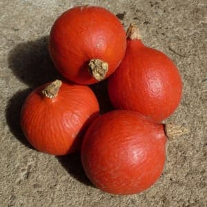 Mini-potimarron à farcir