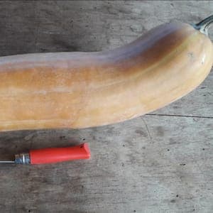 Courge Longue de Nice