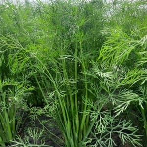 Aromatique : Aneth en bouquet