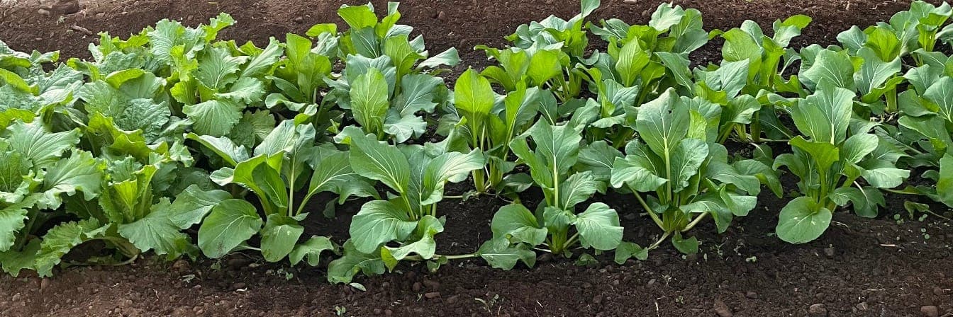 Bannière de Le jardin des lorios