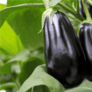 Aubergine