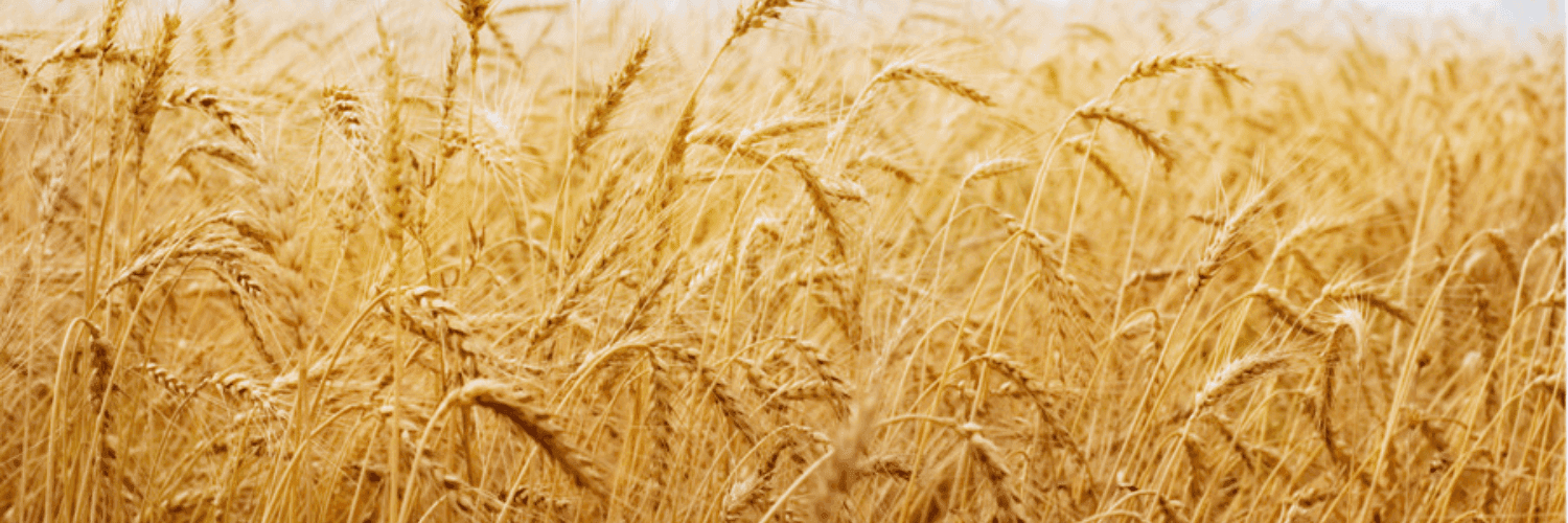 Bannière de Ferme Delage