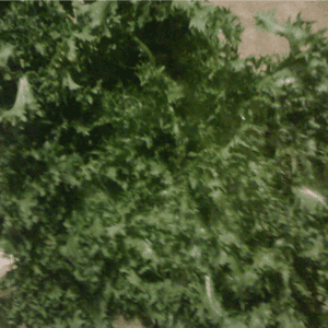 salade frisée bio
