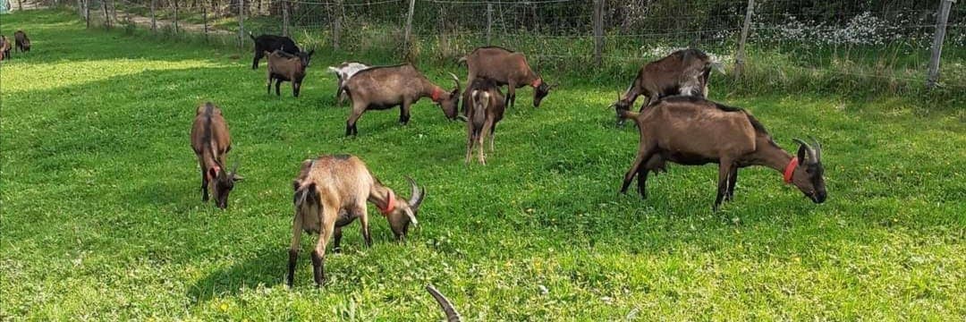 Bannière de Ô Biquettes de Picampô