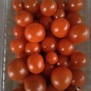 Tomates cerises rouges