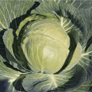 choux cabus blanc
