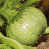 Courgette ronde
