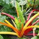 Plant_Blettes 3 couleurs - Godet