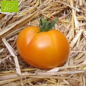 Plant de tomate Carotina