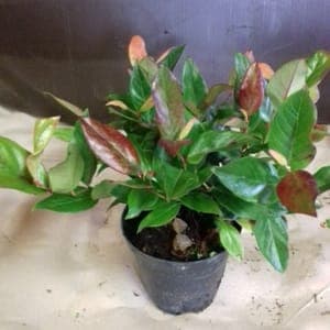 Leucothoe pot 9 cm