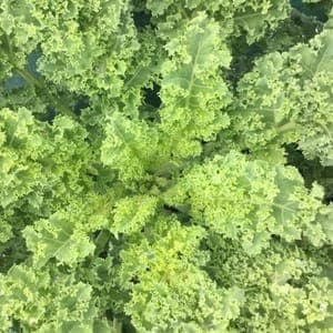 Choux Kale (Azun)