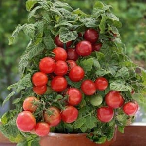 Plant de tomate Red Robin nain