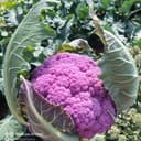 Chou fleur violet