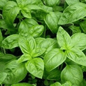 Bouquet de basilic