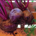 Plant_Betteraves rouges - Godet