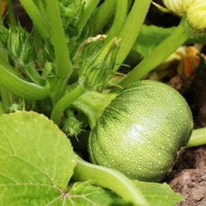 Plant de Courgette Ronde 'De Nice à fruit rond' (étiquette violette)