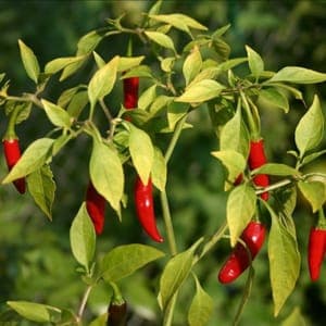 Piment oiseau frais