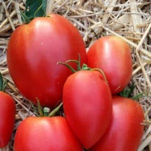 Plant de Tomate 'Amish Paste' (étiquette rose)