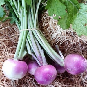 Navets nouveaux en botte