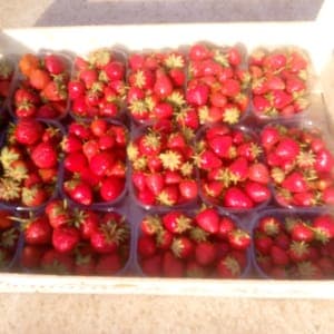 Fraises