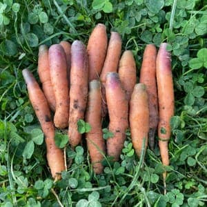 Carottes fines et petites