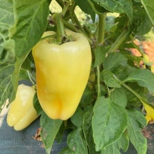 Plant de Poivron 'Corno di bue giallo' (étiquette jaune)