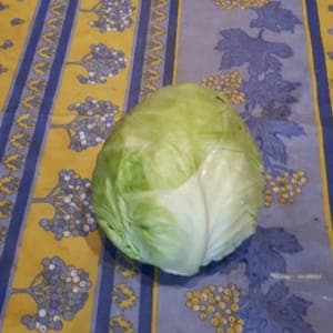 Chou cabus pièce environ 1.2kg