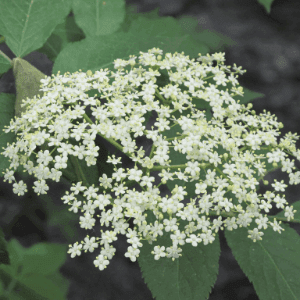 Fleurs de sureau séchée bio sachet