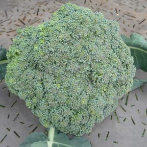 Chou Brocoli Calinaro