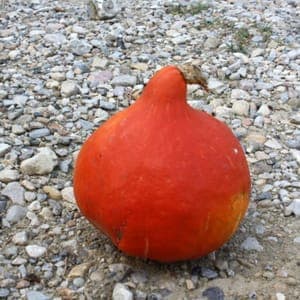 Courge Potimarron