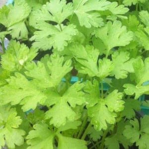 persil plat bio bouquet