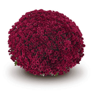 Pomponnette 19 cm violette