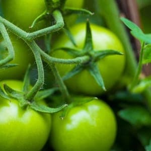 tomate