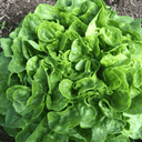 51 - Salade Feuille de chêne