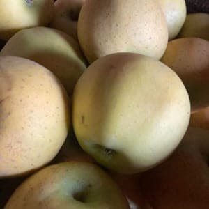 Pomme Chantecler (Clocharde)