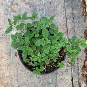 Menthe fraise