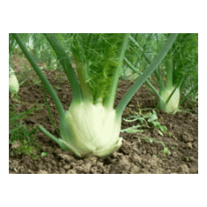 fenouil
