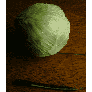 Chou pommé blanc impala