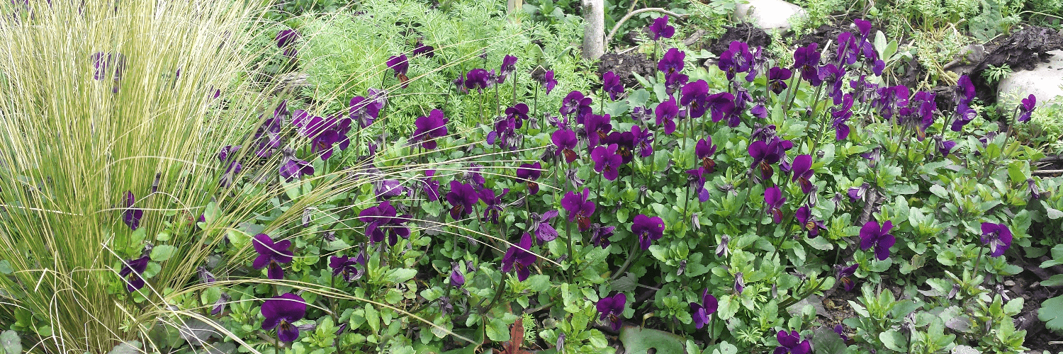 Bannière de 101 Radis