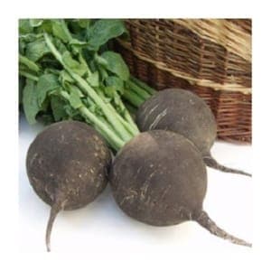 Radis noir rond pièce 300gr