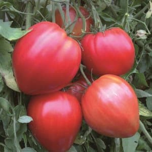 Plant de Tomate 'Coeur de boeuf rouge' (godet rose)