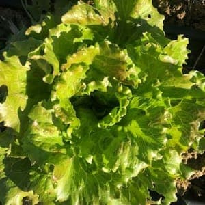 salade batavia rouge