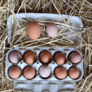 10 petits oeufs de poulettes extra-frais -